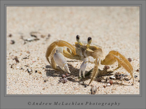 Ghost Crab_5271