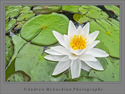 White Water Lily_227