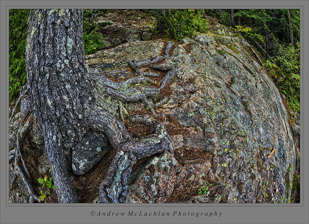 White Pine Roots and Granite_1926