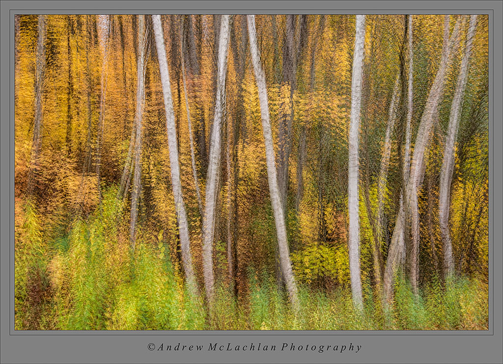6 Image Multiple Exposure of White Birch and Autumn Color