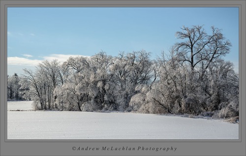 Ice laden trees lining agricultural field near Bradford, Ontario with a panoramic crop
