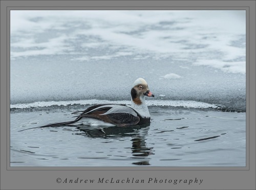 Long-tailed Duck (formerly Old Squaw) at Humber Bay Park - Toronto