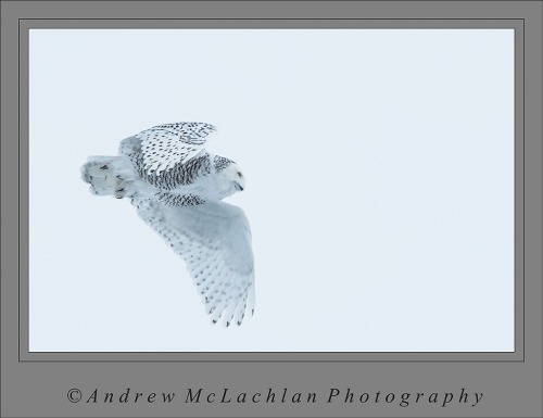 Snowy Owl in Flight - Thornton, Ontario