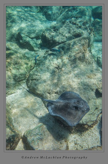 Stingray on Cayman Brac, Cayman Islands