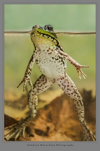 Green Frog. Nikon D800, Nikon 105mm Micro Lens, ISO 500, f16 @ 1/125