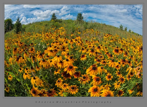 Rudbeckia Flowers in Field, Orillia, Ontario. Nikon D800, Sigma 15mm Fisheye Lens, ISO 400, f11 @ 1/640