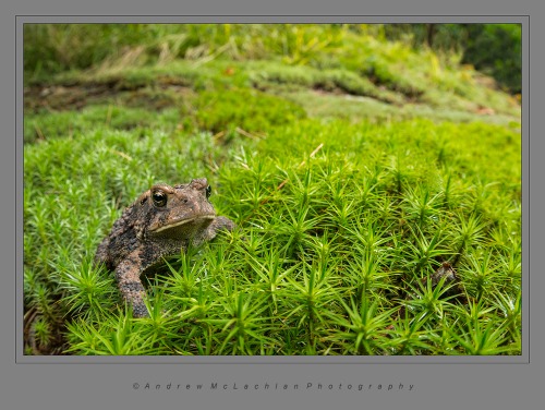 American Toad on Haircap Moss. Nikon D800, Sigma 15mm f2.8 EX DG Fisheye Lens, ISO 1250, f11 @ 1/250 sec