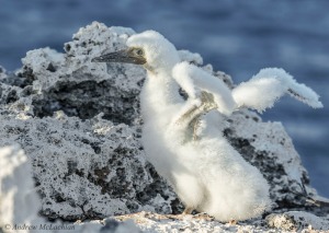 Brown Booby Chick Nikon D800, Nikon 80-400mm VR lens @ 230mm ISO 100, f8 @1/250 second 