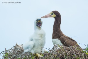 Brown Booby with Chick Nikon D800, Nikon 80-400mm VR @ 400mm ISO 400, f16 @  1/250 sec.