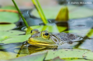 Bullfrog in wetland on Horseshoe Lake Nikon D800, Sigma 150-600mm Sport Telephoto Zoom ISO 800, f8 @ 1/80 sec. DX 1.5 sensor crop selected for an effective focal length of 900mm. A lifejacket over the side of the canoe provided the needed support while handholding this capture