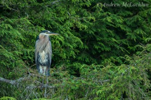 Great Blue Heron in Spruce Tree Nikon D800, Sigma 150-600mm Sport Telephoto Zoom ISO 1250, f6.3 @ 1/200 sec I found this heron roosting in the spruce tree late in the day. Dialing in an ISO of 1250 and using a wide open aperture of f6.3 and the tripod with a loosened ballhead for additional support and the OS function on the lens yielded excellent sharpness for this image