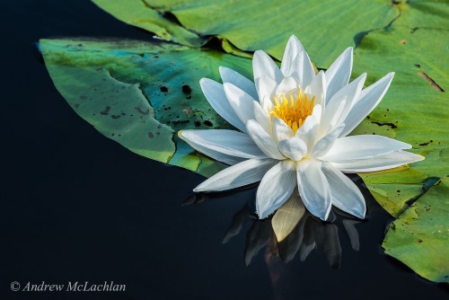 Fragrant White Water Lily Blossom Nikon D800, Sigma 180mm f2.8 APO Macro EX DG HSM OS Lens ISO 200, f16 @ 1/80 sec.  Hand-Held