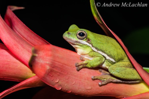 Green Tree Frog - captive