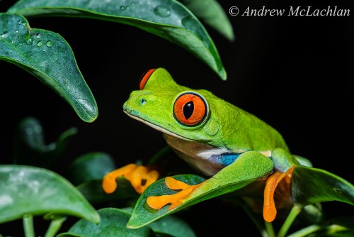 Red-eyed Tree Frog - captive