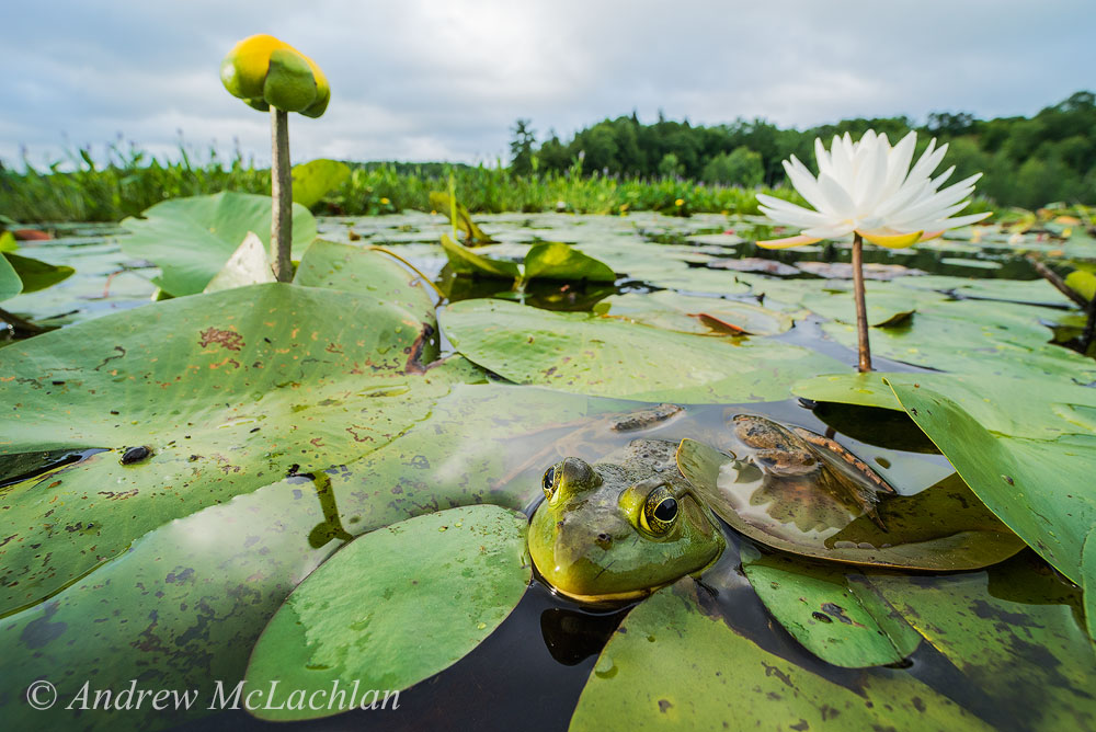 Bullfrog in Wetland Nikon D800, Laowa 15mm Macro Lens ISO 800, f16 @ 180 sec Handheld FULL FRAME