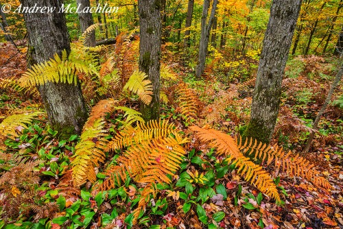 Interrupted ferns in autumn in woodland setting, Torrance Barrens, Ontario, Canada