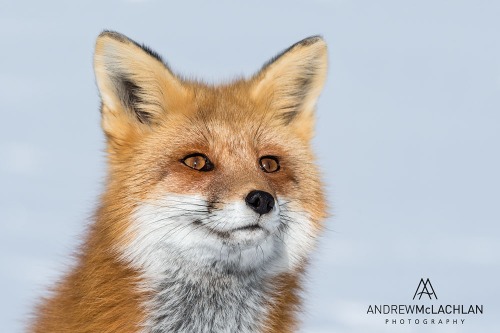 Red Fox, Algonquin Provincial Park, Ontario, Canada Nikon D500, Nikon 200-500mm lens @ 310mm ISO 100 f9 @ 1/500 sec