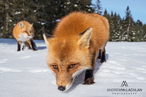 Red Fox in Winter, Algonquin Provincial Park, Ontario, Canada Nikon D800, Nikkor 18-35mm lens @ 35mm ISO 200 f8 @ 1/1000 sec