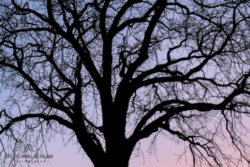 Winter Tree, Innisfil, Ontario Nikon D800, Nikon 24-85mm