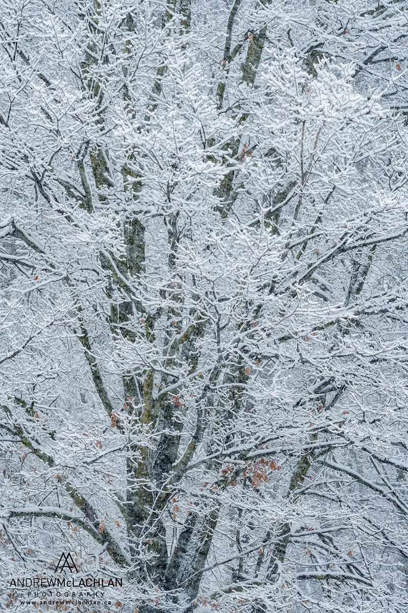 Winter Tree_6932