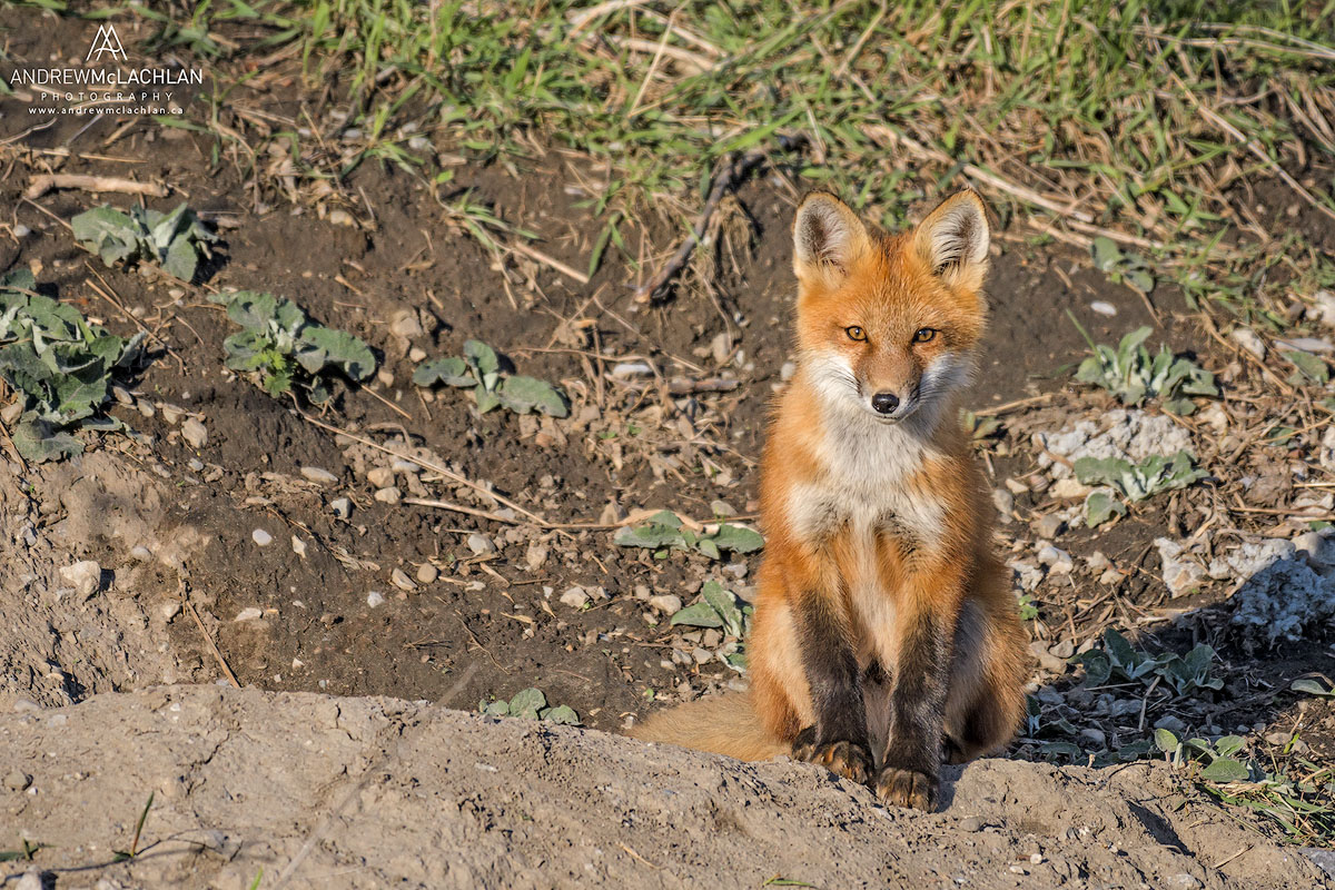Red Fox (Vulpes vulpes) kit at the den