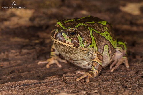 Madagascar Rain Frog_2645