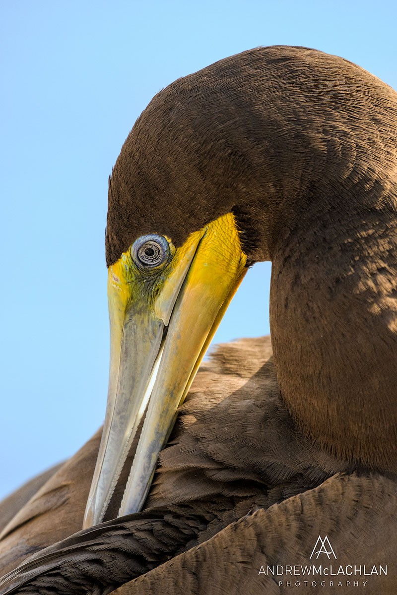 Brown Booby (Sula leucogaster), Cayman Brac, BWI
