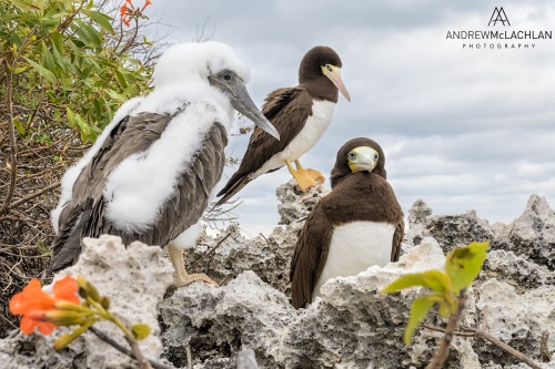 Nesting Brown Booby (Sula leucogaster), Cayman Brac, BWI
