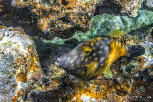 White-spotted Filefish_7754